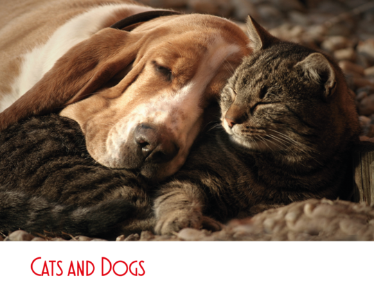 Cats_and_Dogs.png